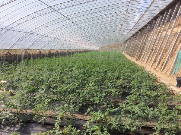 連棟薄膜溫室的設計原則